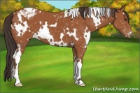 Horse Color:White Spotted Bay Appaloosa 
