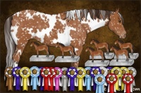 Horse Color:White Spotted Bay Appaloosa 