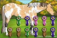 Horse Color:White Spotted Buckskin Appaloosa