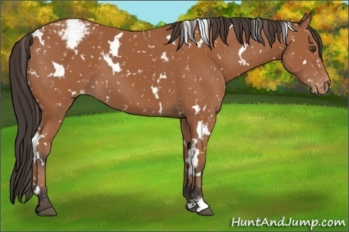 Horse Color:White Spotted Bay Appaloosa 