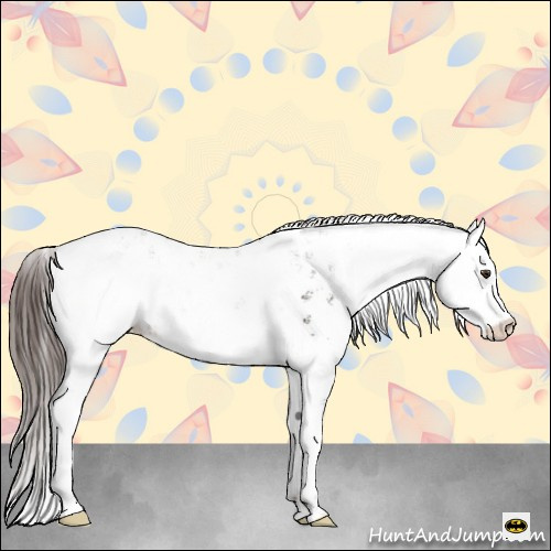 Horse Color:Liver Chestnut Sabino Appaloosa 