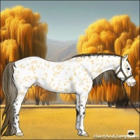 Horse Color:Buckskin Appaloosa