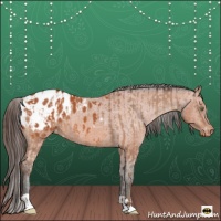 Horse Color:Amber Champagne Appaloosa and Bay Roan Appaloosa