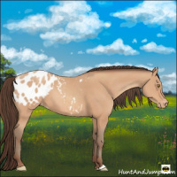 Horse Color:Amber Champagne Appaloosa 