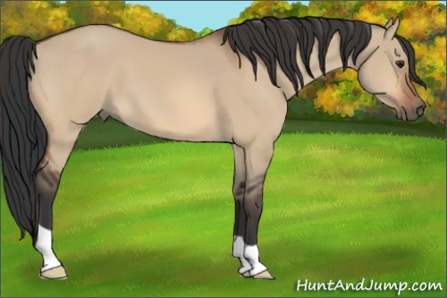 Horse Color:Bay Dun 
