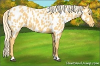 Horse Color:Palomino Near Leopard