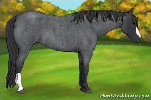 Horse Color:Blue Roan