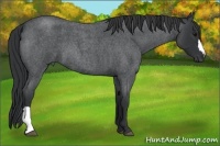 Horse Color:Blue Roan 