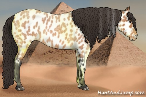 Horse Color:Bay Roan Appaloosa 