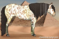 Horse Color:Bay Roan Appaloosa 