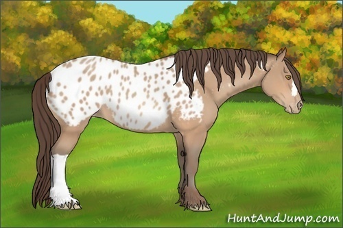 Horse Color:Amber Champagne Appaloosa 