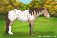 Horse Color:Amber Champagne Appaloosa 