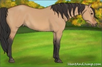 Horse Color:Bay Dun