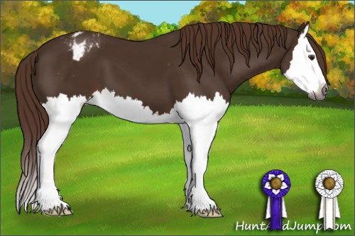 Horse Color:Gray Chestnut Splash Appaloosa