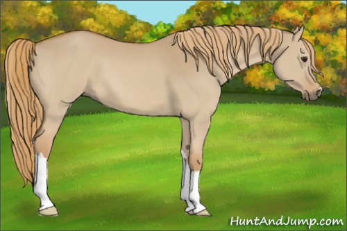 Horse Color:Red Dun 