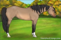Horse Color:Bay Dun