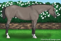 Horse Color:Grullo Sabino 