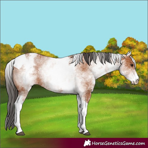 Horse Color:White Spotted Bay Tobiano 