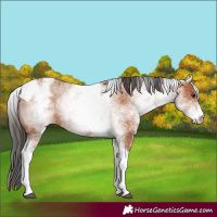 Horse Color:White Spotted Bay Tobiano