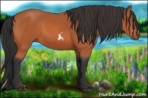 Horse Color:Bay Frame