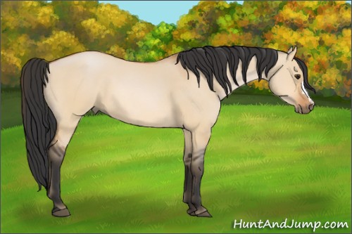 Horse Color:Bay Dun 