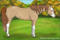Horse Color:Red Dun Splash