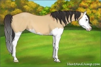 Horse Color:Bay Dun Splash