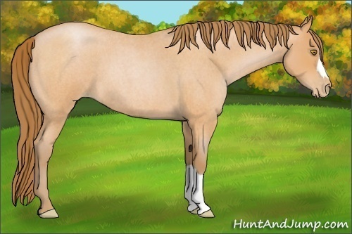 Horse Color:Bay Roan Pearl 
