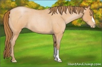 Horse Color:Bay Roan Pearl