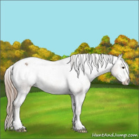 Horse Color:Classic Champagne Splash Appaloosa