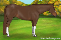 Horse Color:Gray Chestnut 