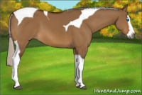 Horse Color:Gray Silver Bay Dun Splash Tobiano