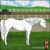 Horse Color:Gray Bay 