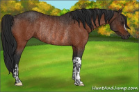 Horse Color:Brown Rabicano  and Gray Brown Rabicano 