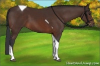 Horse Color:Bay Tobiano 