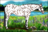 Horse Color:Bay Roan Near Leopard