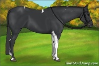 Horse Color:Black Tobiano