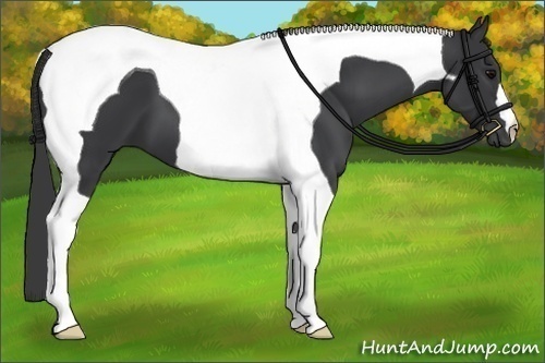 Horse Color:Black Tobiano