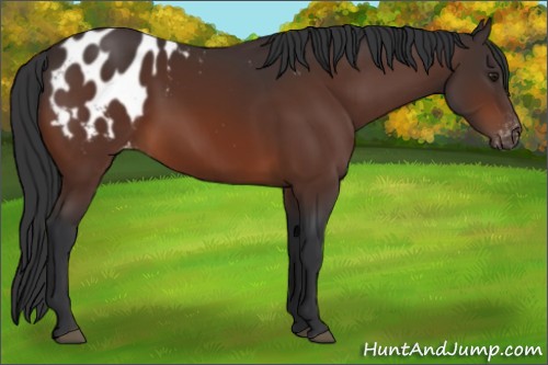 Horse Color:Bay Sabino Appaloosa