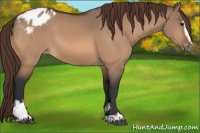 Horse Color:Bay Dun Sabino Appaloosa