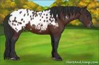 Horse Color:Brown Sabino Appaloosa 