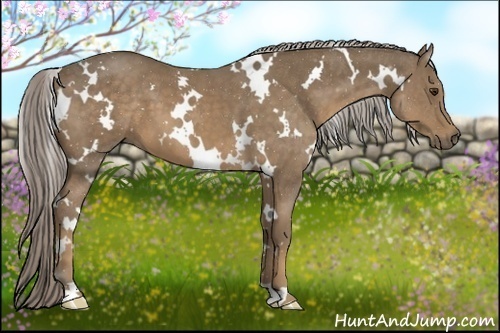 Horse Color:White Spotted Chocolate Palomino