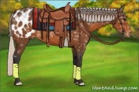 Horse Color:Silver Buckskin Ice Appaloosa 