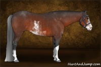 Horse Color:Bay Sabino 