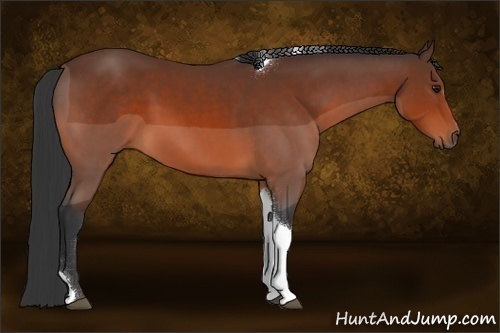 Horse Color:Bay Sabino Tobiano 