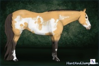 Horse Color:Buckskin Frame 