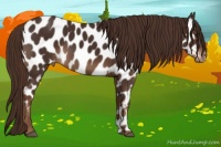 Horse Color:Liver Chestnut Appaloosa 