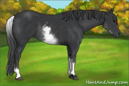 Horse Color:White Spotted Black