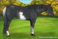 Horse Color:White Spotted Black 