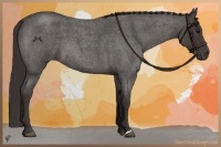 Horse Color:Smoky Blue Roan
